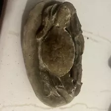 Jurassic Period Perfect Crab Fossil Dinosaur Age HUGE LARGE CRAB