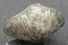 Brachiopod Fossil, Ohio - Mineral Specimen for Sale