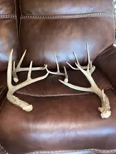 Lot Of 5 Whitetail Deer Antler Sheds Cabin Mancave Decor