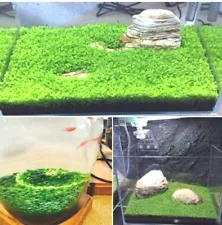 Aquarium ð± 8g Seeds Grass Water-Plant Decor Fish Habitat Feeder Fish