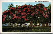 Royal Poinciana Tree, Florida