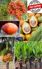 Areca Nut Betel Nuts Palm Areca Catechu Live Seeds For Plant Germinate Seeds