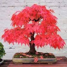 Rare Red Maple Dwarf Tree Seeds for growing Garden home Tarrace