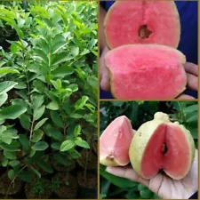 Red Crystal Guava Grafted Fruit Tree Fast Shipping DHL Free Phyto Certificate