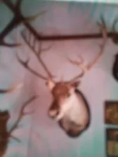 New ListingCaribou shoulder mount please pay attention to location of pickup