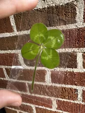 Genuine Real Laminated Four Leaf Clover ð