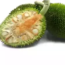 Kluwih keluih 20+ Seeds Artocarpus camansi