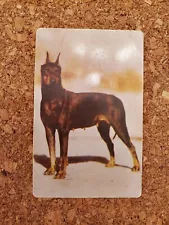 Manchester Terrier No. 33. Carnation Corn Flackes