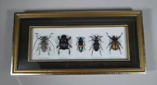 Vintage Real Beetles Bugs Insects Collection Taxidermy Framed Wood Display Box