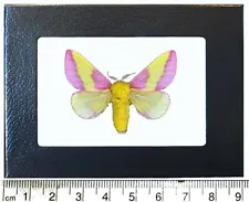 Dryocampa rubicunda pink rosy maple moth USA Framed