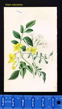 White & Large Yellow Jasmine -- Jasminum officinale/revolutum - Twamley, 1836