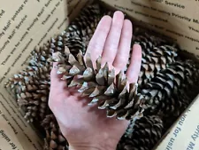 500 REAL PINE CONES - WHITE PINE TREE - Arts Crafts Decoration