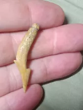 Authentic California Grooved Bone Fish Hook Indian Arrowhead Artifact