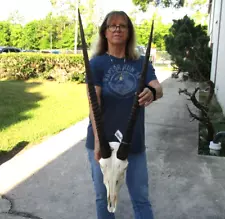 Real South African Gemsbok/Oryx Skull w/30-32" horns taxidermy #49332