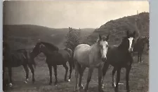 HORSES IN BARBED WIRE FENCE c1910 real photo postcard rppc farm/ranch ~named