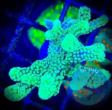 SAF~Screaming Eagle Birdsnest Coral Frag“WYSIWYG”, SPS, Live Coral Colony