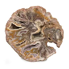 Kentucky Agate 22x21cm Specimen