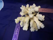 Sea Coral Natural White