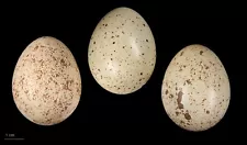 15 chukar eggs for hatching and fresh.