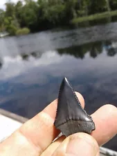 Heartbreaker Fossil Great White Shark Tooth Florida Fossil Teeth