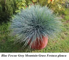 Seeds Grass Silvery Blue Fescue Grey Mountain Festuca glauca Decorative Seed + +