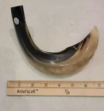 Shofar Kosher Ram's Horn Beige Color From ISRAEL 11" -12" Rosh Hashana & Holiday