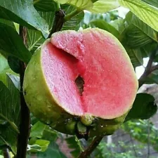 Grafted Red Getas Guava Tropical fruit tree 3-4Ft