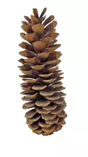 Extra Large 14" Sugar Pine Cones