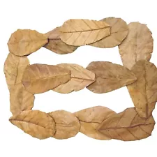 Bulk Sale ..3000pcs 6"Premium Sea Sandal Tree catappa Leaves For Fish PH Blance