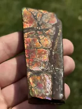 Ammolite Gemstone Alberta Canada Dinosaur Ammonite Trex Rare Colors *MAKE OFFER*