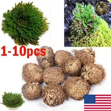 10x Resurrection Rose Of Jericho Live Magic Plants Dinosaur Air Fern Spikes Moss