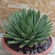 agave cactus for sale