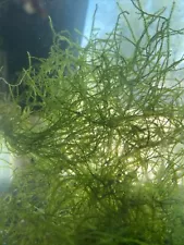 Java Moss - An easy to grow beginner Aquarium plant.