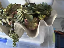 Gorgeous, Large Artificial Succulent Centerpiece in a large resin clamshell