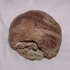 Stylemys Tortoise Turtle Fossil - Oligocene period - With skeletal Remains