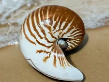 Beautiful ð Chambered Nautilus Pompilius Seashell ~ Tiger Stipe W/ Stand 5.5”