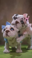 English Bulldog Puppy Twins~Realistic OAAK Collector Artist Animal Sculpture Set