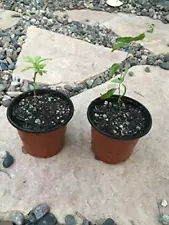 Goji / Wolfberry Rooted Starter Berry Plants 4 to 6" - Lycium Barbarum (4ct)