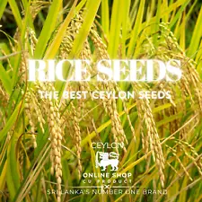 Rice Paddy Seeds For PLANTING Pure Ceylon Organic Natural FreeShipping Best P0TS