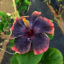 Black Hibiscus Flower Seeds With Red Edges Perennial Heirloom Beautiful Plants