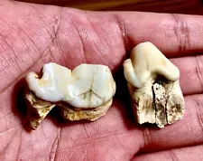 /BEYOND RARE ICE AGE FOSSIL Late Pleistocene Cave Hyena tooth Guizhou, China!!!