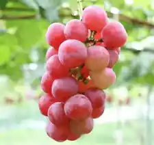 Cutting Ruby Roman Grape Stem (Vitis vinifera) Superior Fresh Cutting Grapes