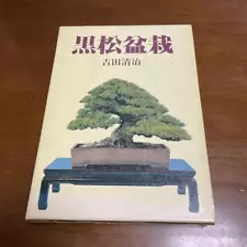 Japanese Black Pine Bonsai/Seiji Yoshida