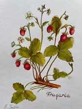 Original watercolor painting Wild strawberry illustration Botanical art 10 x 7