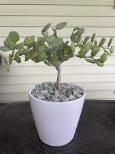 Bonsai Dollar Silver Plant 12”+ Bare Rooted