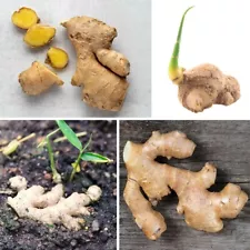 50+ Germinate Fresh Sprouted Ginger live rhizomes Plant Ready zingier plant Root