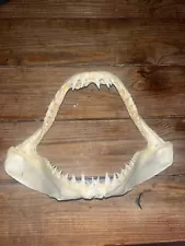 Shark Jaw Mako