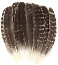 15 Natural Turkey Feathers Turkey Feathers for Crafts .10-11 Inch Wild Turkey Fe