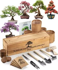 Bonsai Tree Kit Growing Plant Jacaranda Fern Gardening Gift Living Room Decor US