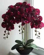 Velvet Red Orchid Seeds - 20 Seeds